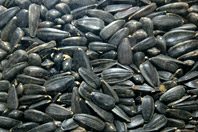 Косточки и семечки безопасны для человека, доказали наблюдения