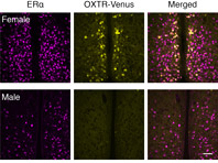 Неврологи разобрались в работе «гормона любви»