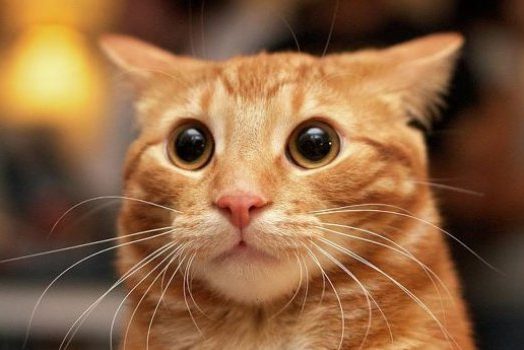 Швейцарские ученые приблизились к созданию вакцины от аллергии на кошек