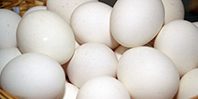 Российские инженеры обещают сделать яйца безопасным продуктом
