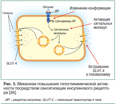 Рис. 5. Механизм повышения гипогликемической активности посредством сенситизации инсулинового рецептора [26].