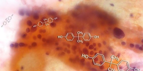 Влияние бисфенола на эндокринную систему может оказаться больше, чем считалось ранее — МедНовости