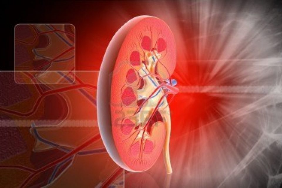 Восемь основных признаков нездоровых почек