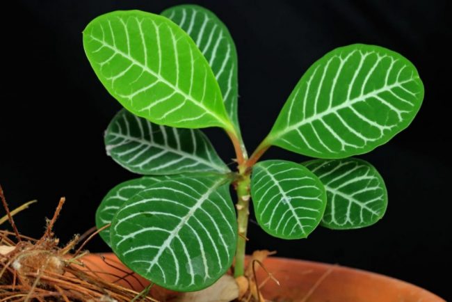 Осторожно, эти растения могут вызвать сильную аллергию