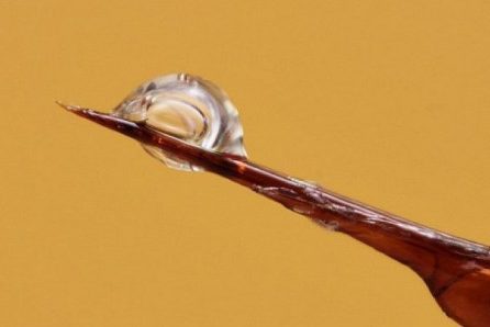 Лечение пчелиным ядом. Что нужно знать?