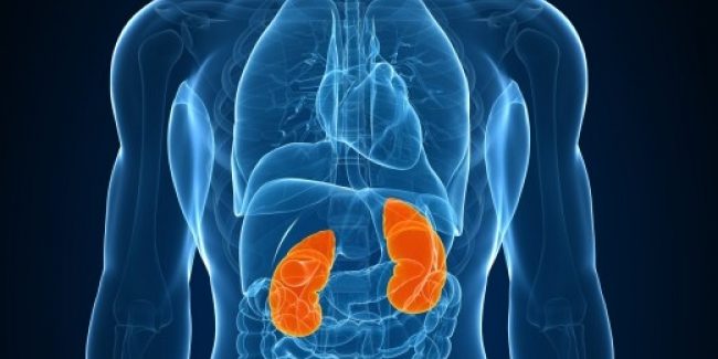 Ученые предложили новый метод борьбы с отторжением пересаженных почек