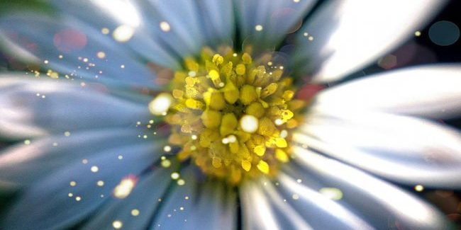 Ученые разрабатывают новую вакцину от сенной лихорадки