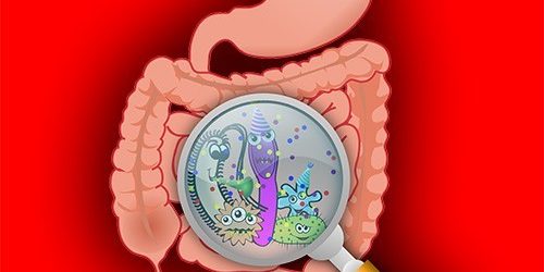 Как микрофлора кишечника влияет на здоровье — МедНовости