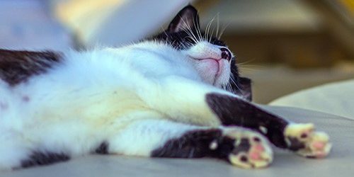 Язык тоже может худеть. И это помогает избавиться от апноэ во сне — МедНовости