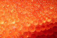 Диетологи признали красную икру исключительно полезным продуктом