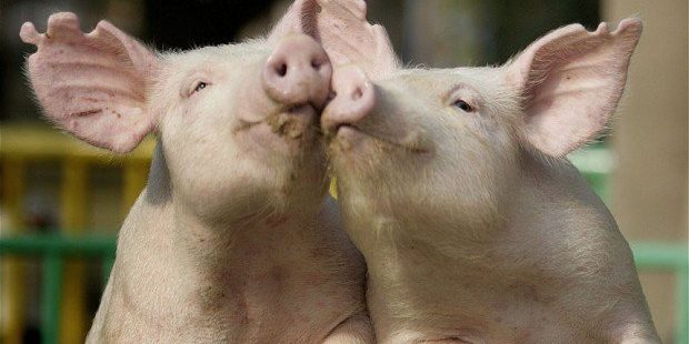 Людям будут пересаживать органы свиней