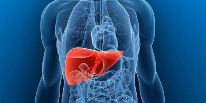 4 вещества, разрушающие вашу печень