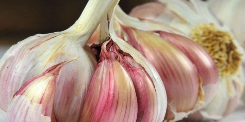 Почему ученые советуют употреблять чеснок каждый день