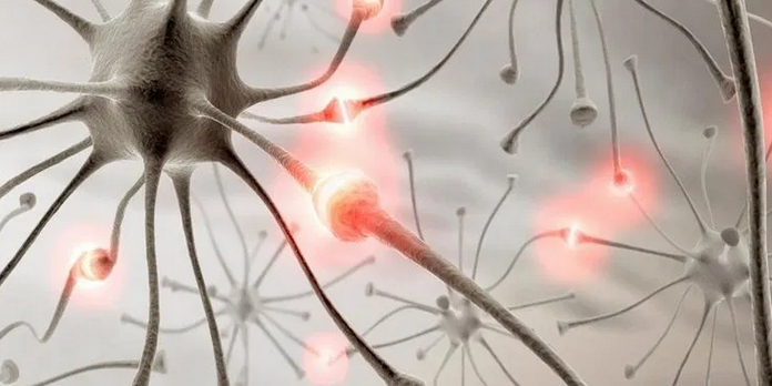 Ученые выяснили, что помогает замедлить старение мозга