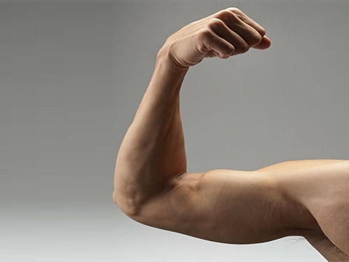 Мышцы помнят. Их память поможет восстановить физическую форму — МедНовости