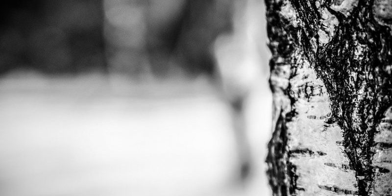 Гастроэнтерологи рассказали, кому нельзя пить березовый сок