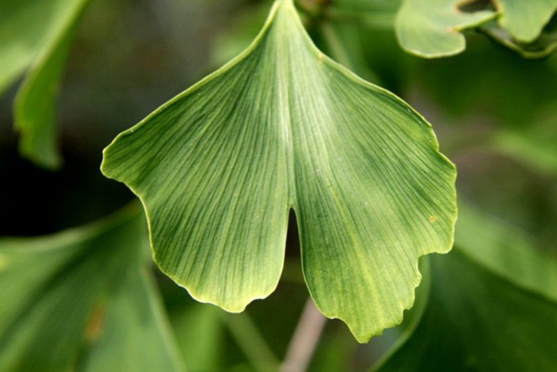 Преимущества гинкго билоба для здоровья