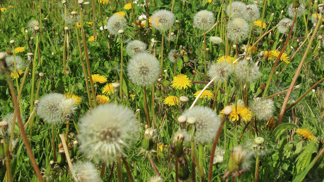 Поллиноз: когда весна не в радость
