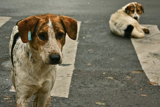 Бродячие собаки могли стать источником SARS-CoV-2?