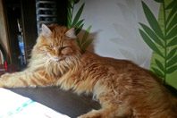Китайские ученые нашли коронавирус у кошек