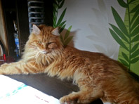 Китайские ученые нашли коронавирус у кошек