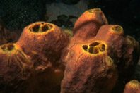 На морском дне обнаружено уникальное противораковое средство