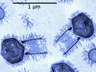 Открытие: вирусы способны брать под полный контроль своих жертв