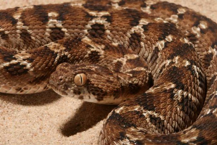 Исследователи нашли новые антидоты против змеиного яда