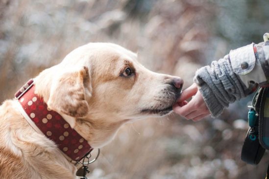 Специалисты доказали, что собака защищает сердце хозяина