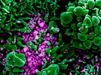 Эксперт успокаивает: мутации COVID-19 не делают вирус опаснее