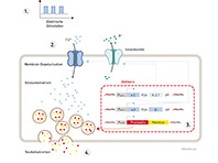 Инженеры представили инсулиновую помпу нового поколения