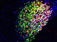 Неврологи заявили об обнаружении универсального обезболивающего центра