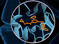 В организме нашли вещество, позволяющее пережить стресс