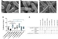 Спрей для носа с пробиотиками решает проблему заложенного носа