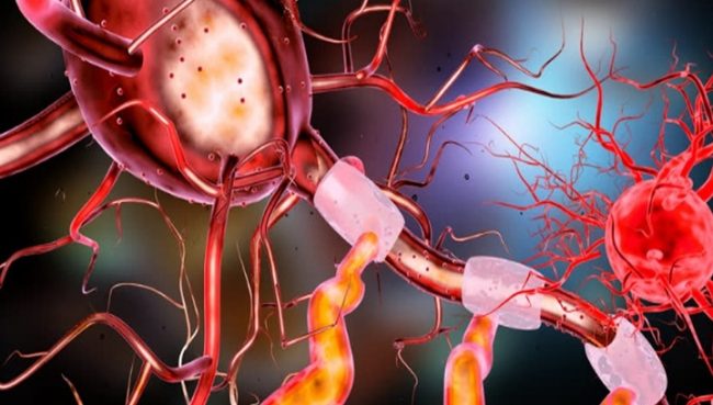 Взрослые нейроны развиваются активнее, чем их новорожденные аналоги