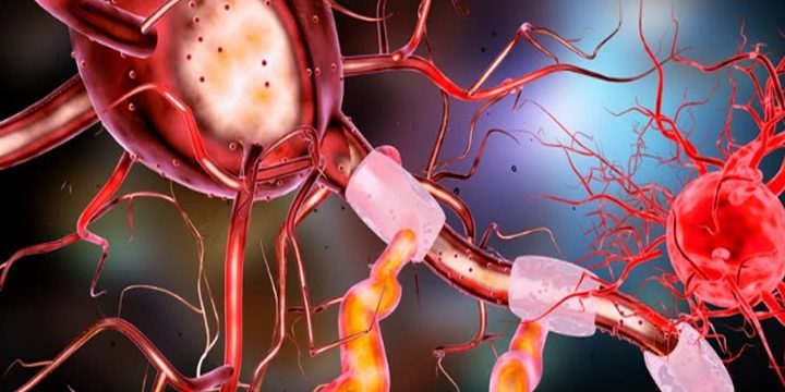 Взрослые нейроны развиваются активнее, чем их новорожденные аналоги