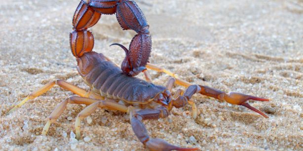 Ученые создали лекарство от рака из яда скорпиона