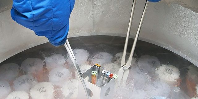 «Отложенная беременность»: все что нужно знать о криоконсервации яйцеклеток