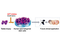 Американские ученые хотят лечить мужское бесплодие стволовыми клетками