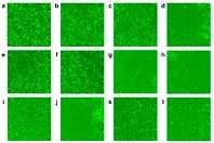 Найдено новое средство против коронавируса COVID-19
