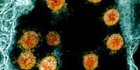 Ученые исследовали генеалогию коронавируса SARS-CoV-2