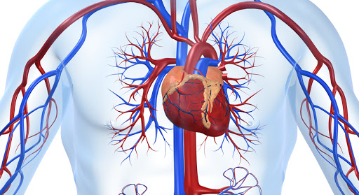 Этот маринованный овощ – отличная профилактика болезней сердца