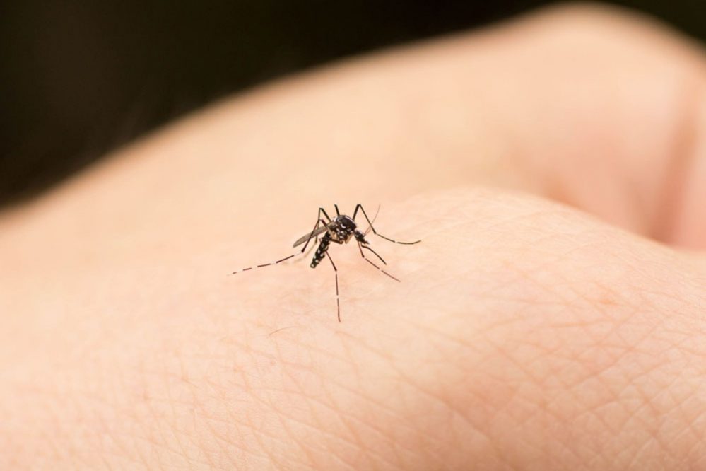 Дерматолог рассказала о страшных последствиях комариных укусов и помощи при них