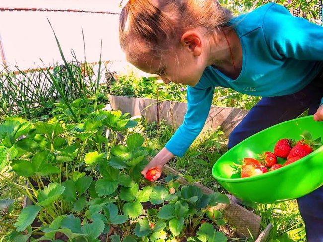 Названа самая аллергенная ягода в саду