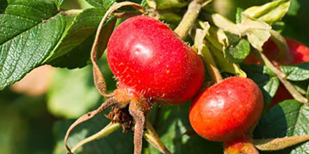 Немецкие эксперты назвали продукты, наиболее богатые витамином С