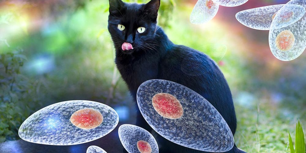 Раскрыт механизм заражения людей опасным паразитом, влияющим на поведение