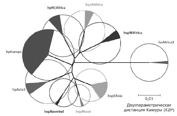 Рис. 2. Филогеография HP [14].  