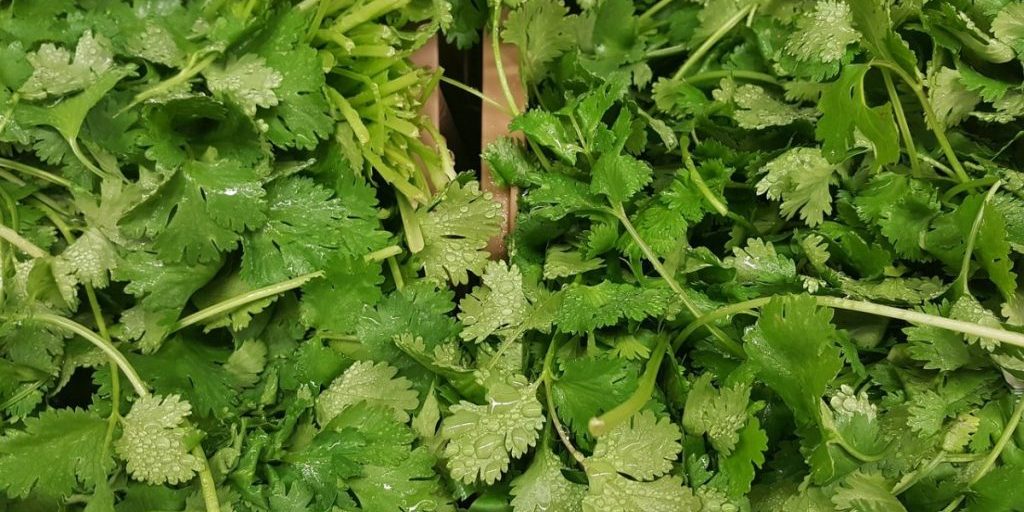 Кинза — суперпродукт, богатый иммуностимулирующими антиоксидантами