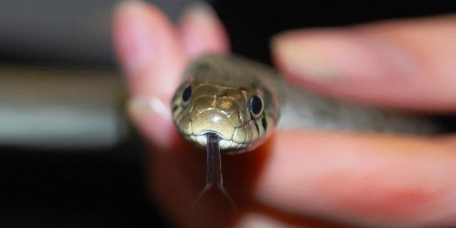 Что делать и что не делать после укуса змеи