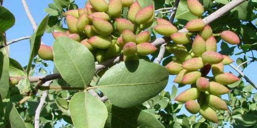 Фисташки оказались эффективными для профилактики серьезных заболеваний